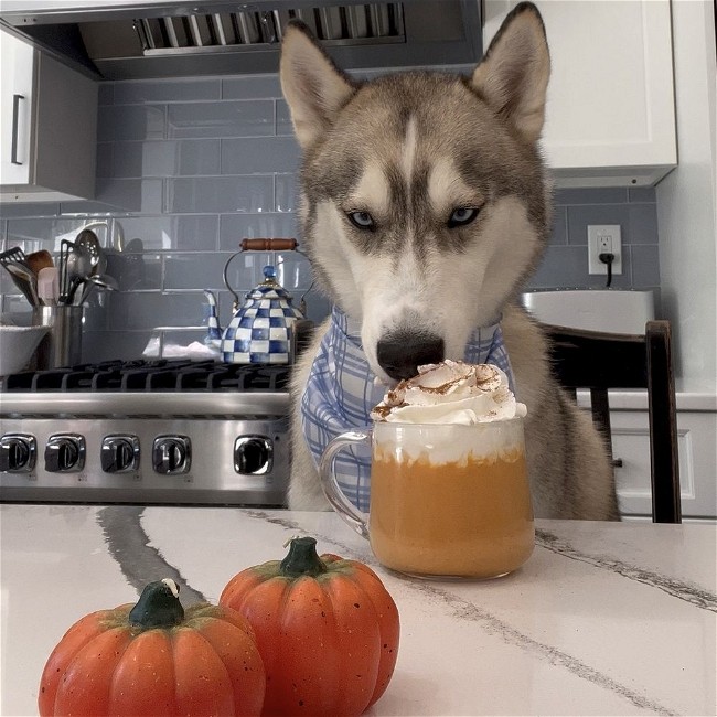 Image of 🎃 Pupkin Spice Latte