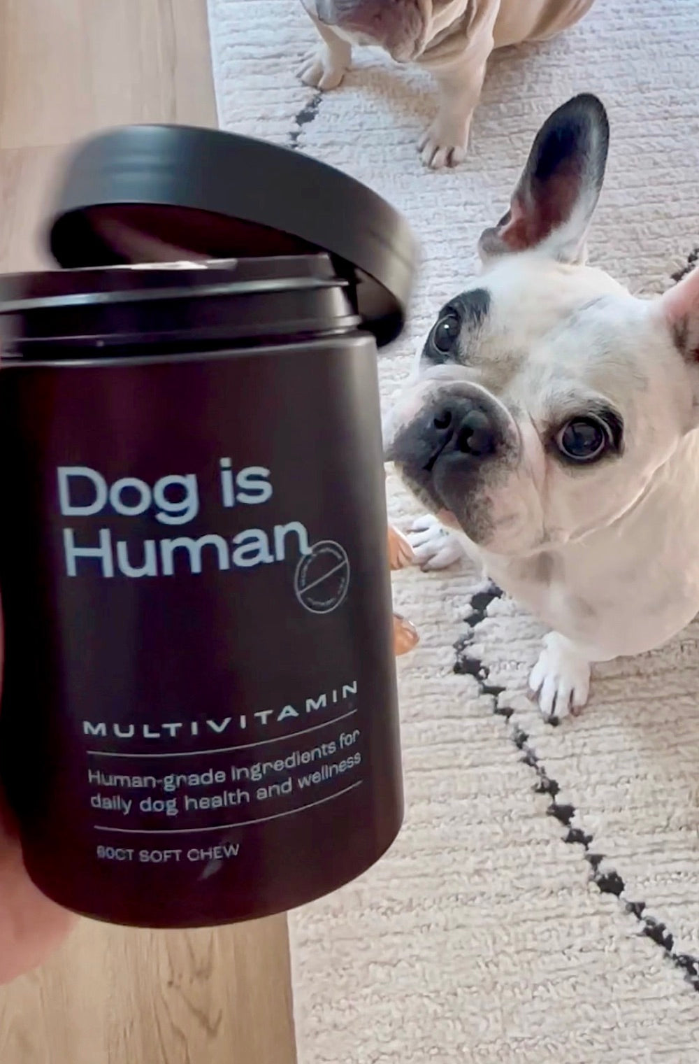 A white, black, and gray Frenchie sits on a rug. It is looking at a jar of open pet multivitamins its owner holds. A second dog's legs can be seen at the top of the picture.